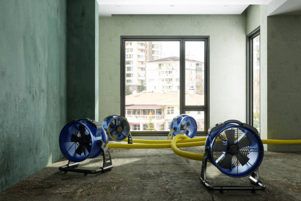 Best Mold removal after water damage  in , MI